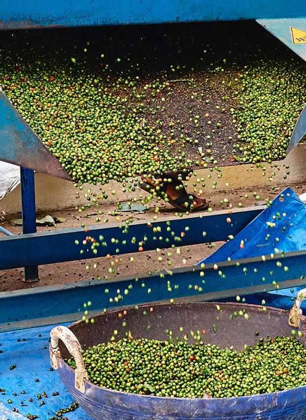  31/5000 Peper wordt in de sorteermachine gegoten